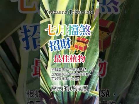 虎尾蘭 擋煞|【虎尾蘭辟邪】虎尾蘭：招財擋煞的風水聖品，讓你平安運勢旺翻。